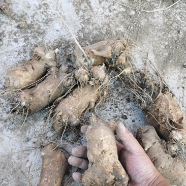 白术
