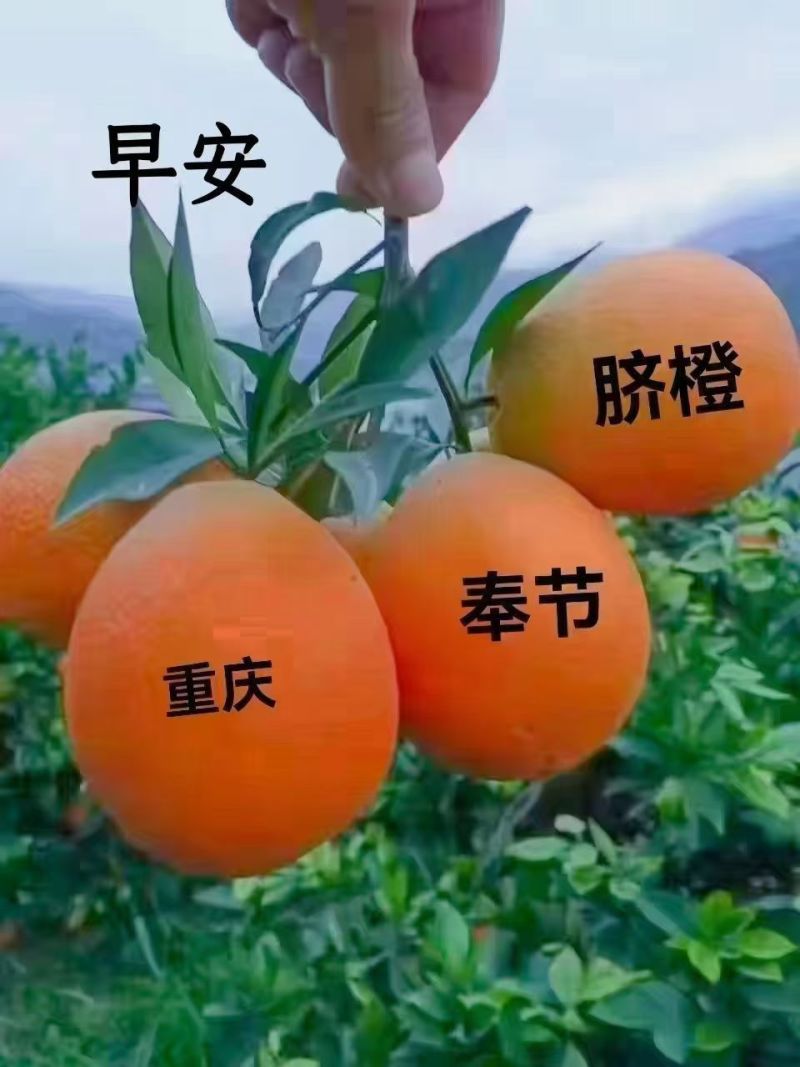 重庆奉节脐橙