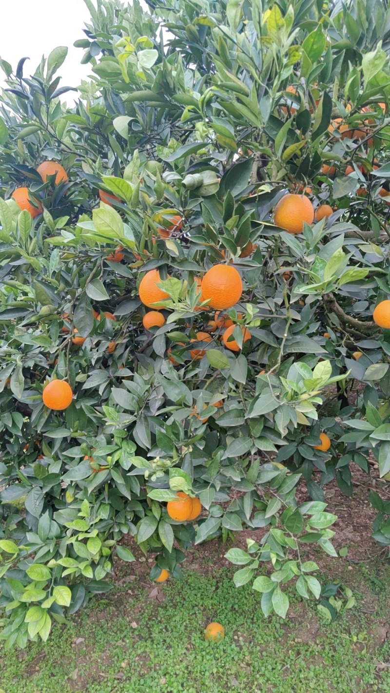 重庆奉节脐橙