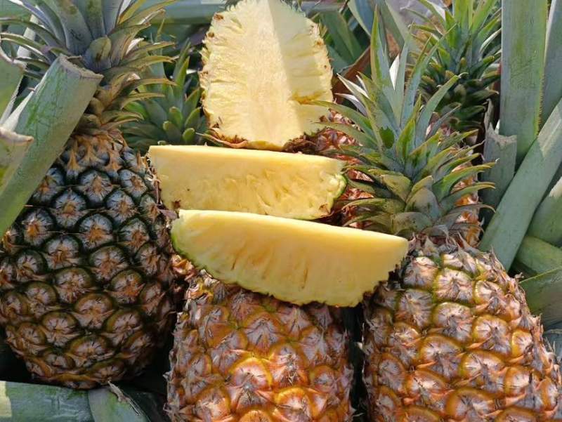 海南金钻凤梨芒果凤梨批发供应链