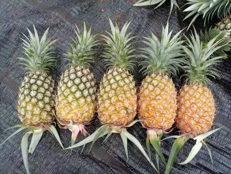 海南金钻凤梨芒果凤梨批发供应链