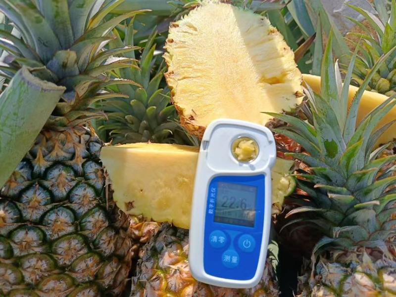 海南金钻凤梨芒果凤梨批发供应链
