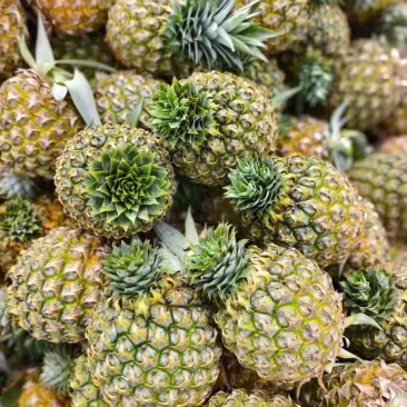 海南金钻凤梨芒果凤梨批发供应链