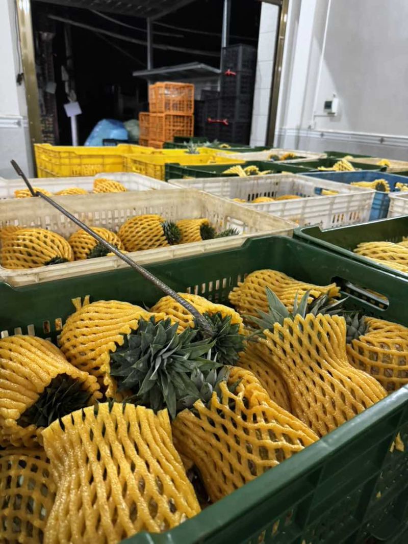 海南金钻凤梨芒果凤梨批发供应链