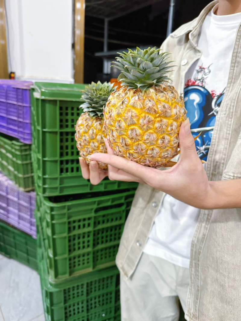 海南金钻凤梨芒果凤梨批发供应链