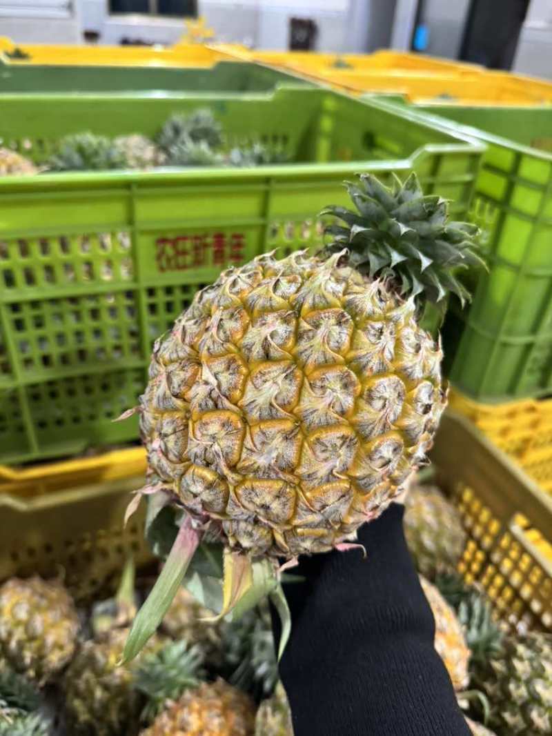海南金钻凤梨芒果凤梨批发供应链