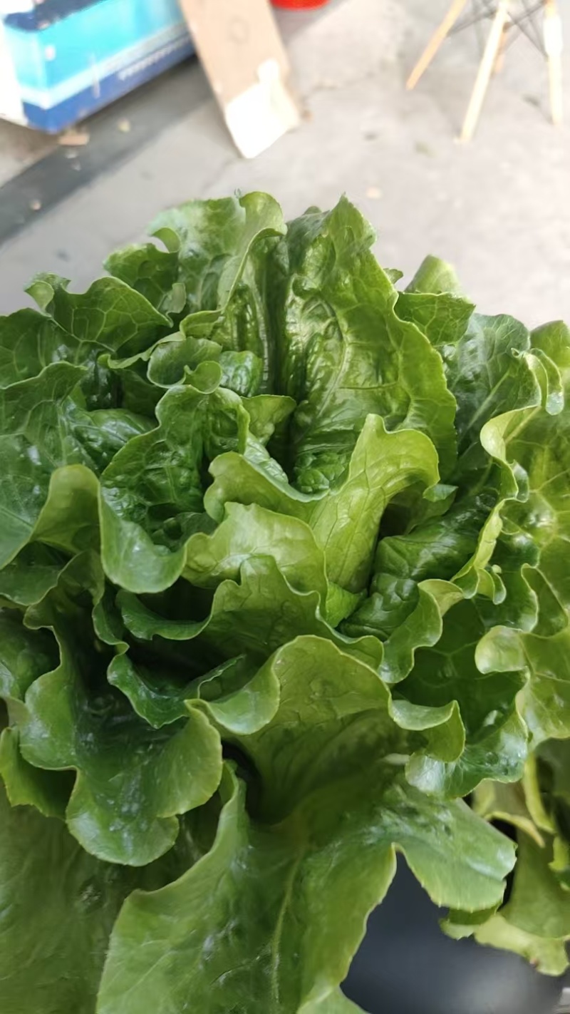 生菜