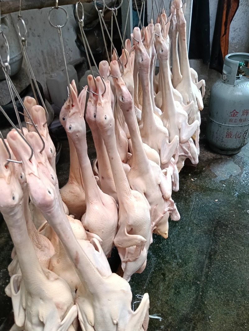 杀好的新鲜鸭子