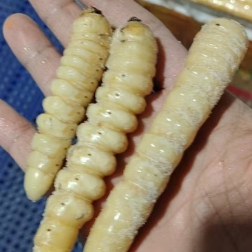 木虫