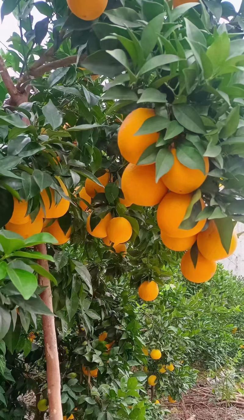 云南扭荷尔