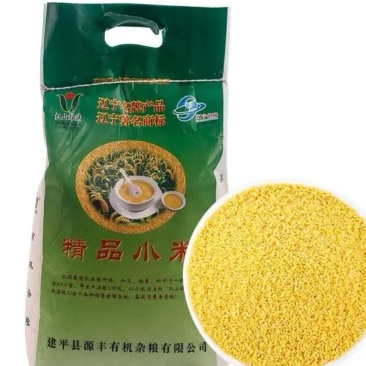 朝阳小米