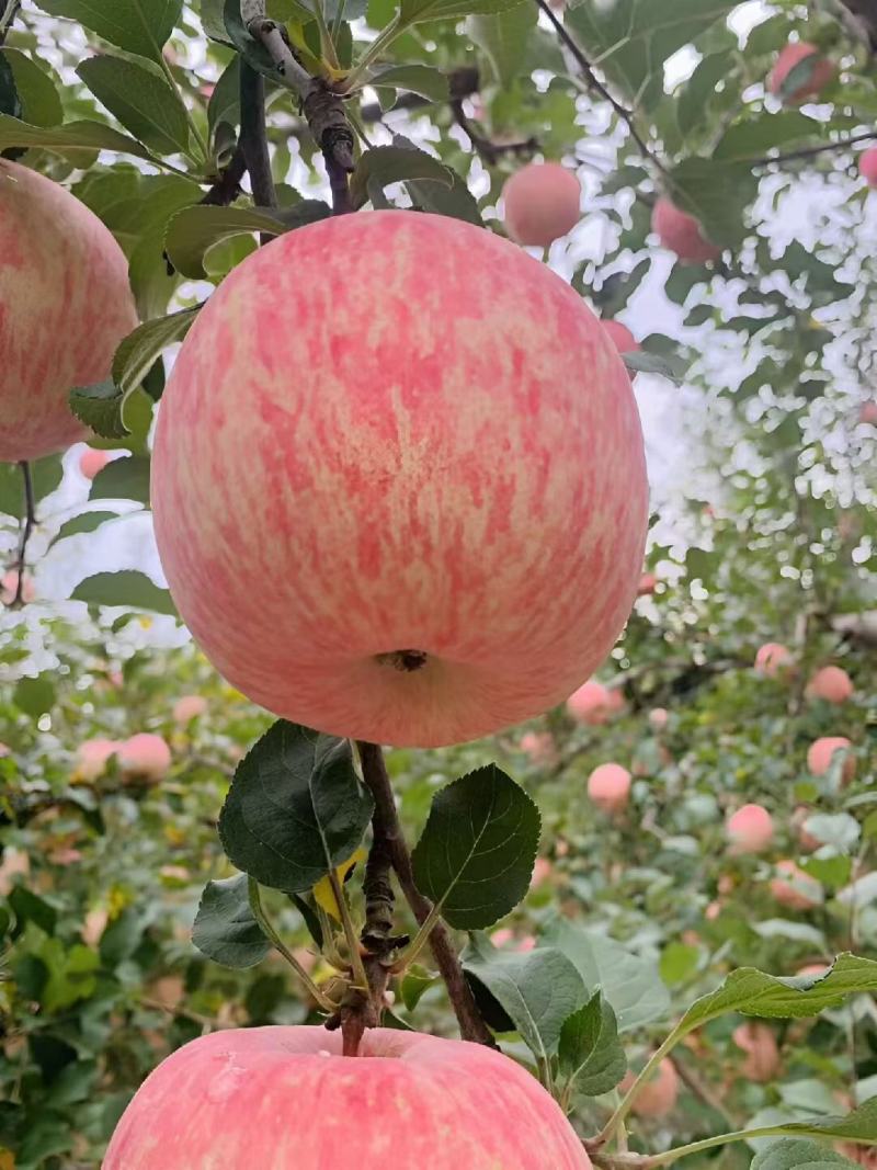 洛川苹果