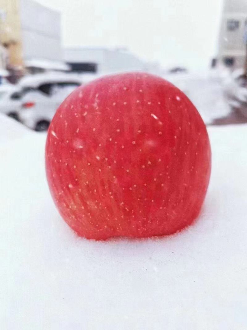 洛川苹果