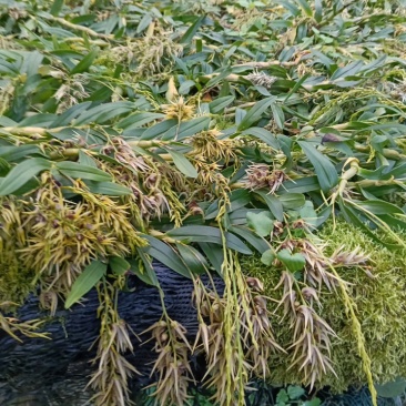 珍虫石斛兰