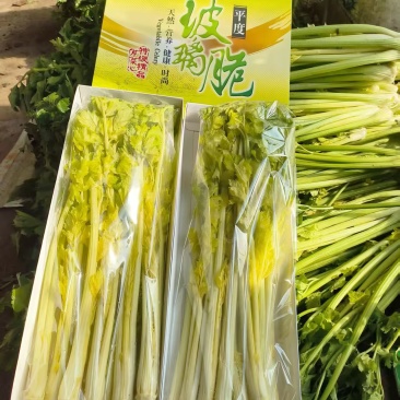 马家沟芹菜