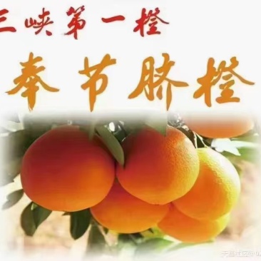 奉节橙子，纽花，福本，72-1
