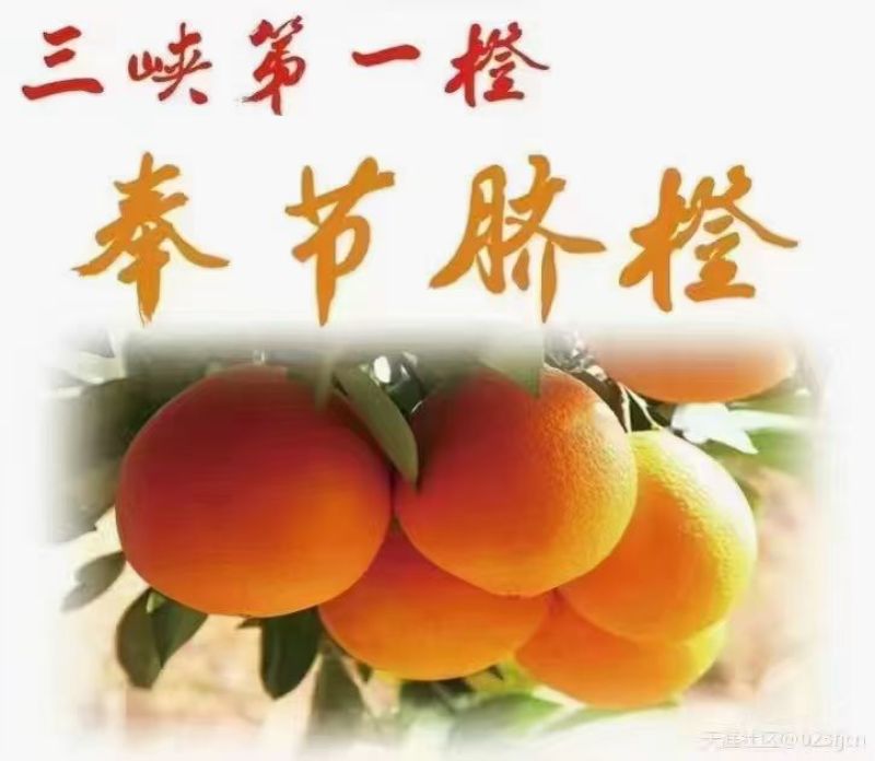 奉节橙子，纽花，福本，72-1
