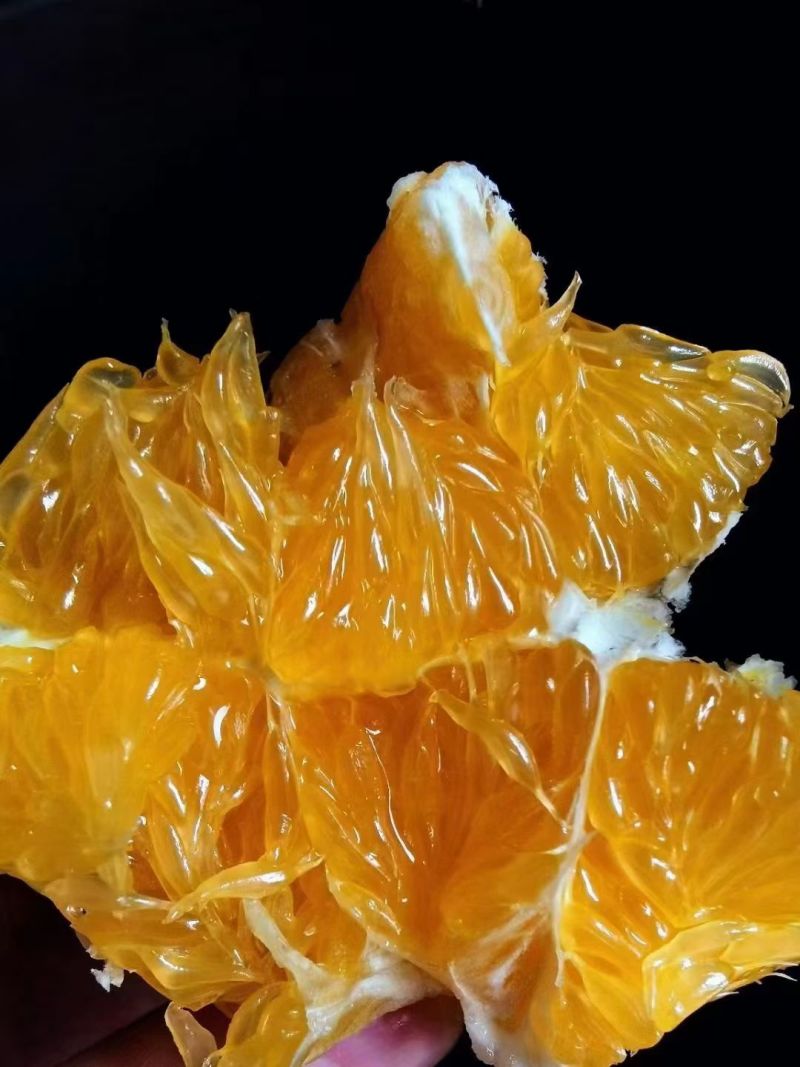 奉节橙子，纽花，福本，72-1
