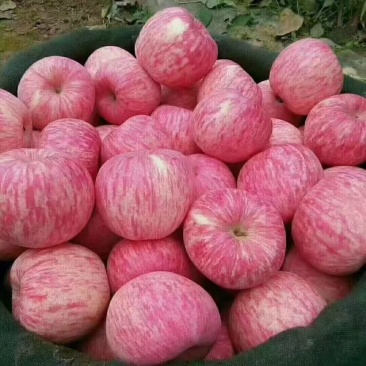 陕西富县红富士苹果
