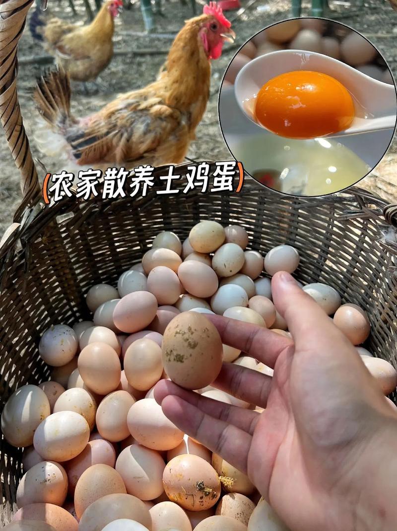 农村土鸡蛋