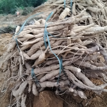 品质保证牛大力***24小时在线服务全程关怀