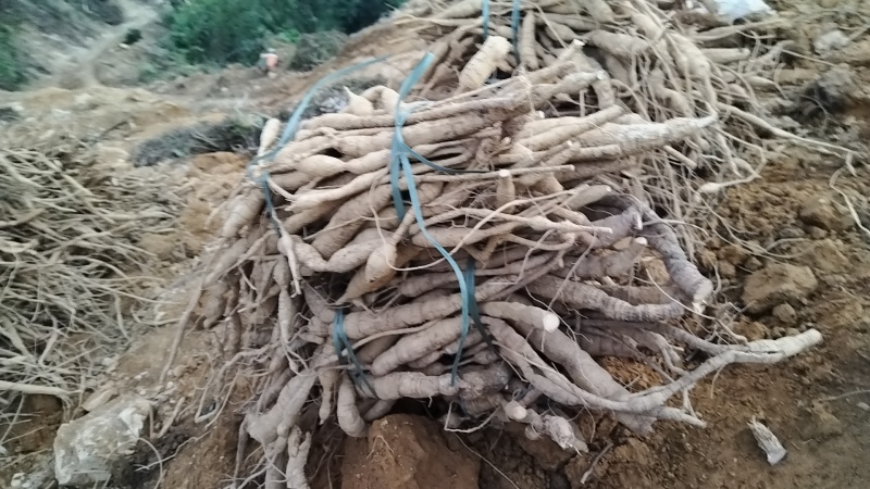 品质保证牛大力***24小时在线服务全程关怀
