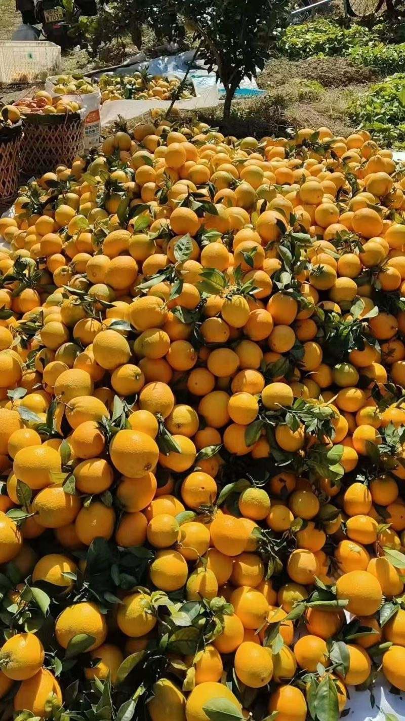 赣南脐橙果园直发，甜度高水分足，香甜可可，约20000斤
