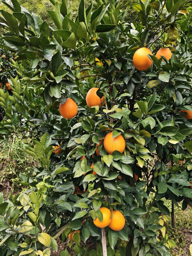 赣南脐橙果园直发，甜度高水分足，香甜可可，约20000斤