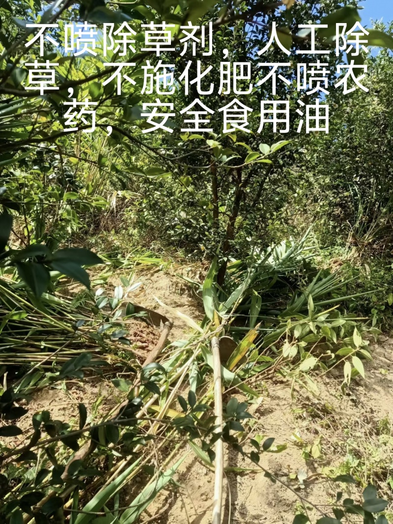 自家的山茶油