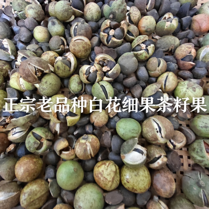 自家的山茶油