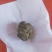 羊宝也是羊结石有要的老板连系我电话***********