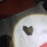 羊宝也是羊结石有要的老板连系我电话***********