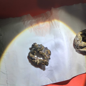 羊宝也是羊结石有要的老板连系我电话***********