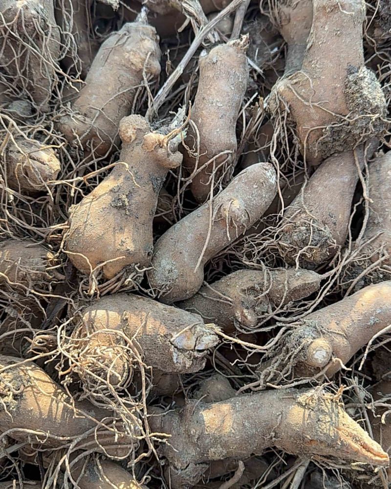 精选干白术安徽药材基地直供质量保证一手货源量大优惠