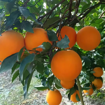 湖北宜昌长阳渔峡口纽荷尔脐橙大量现货