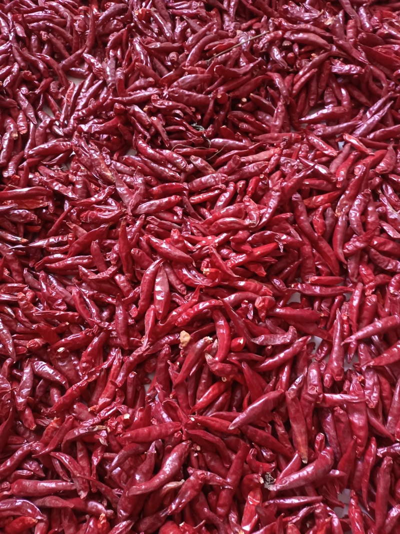 三樱椒