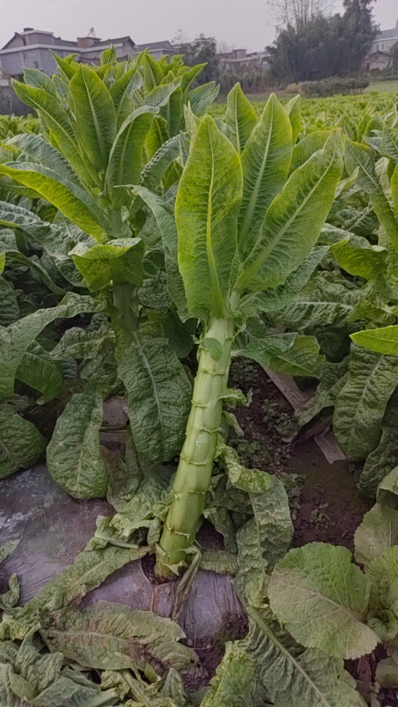 莴笋