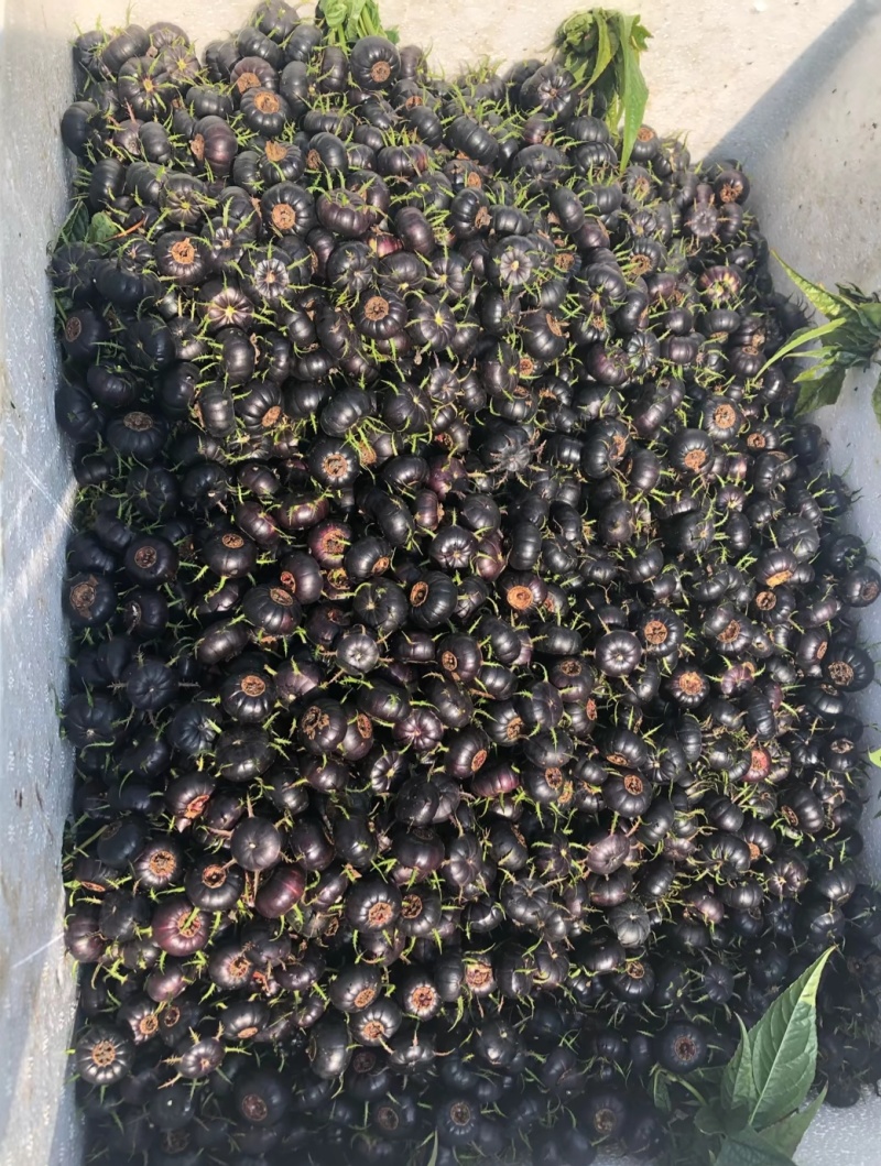 云南马关红果参