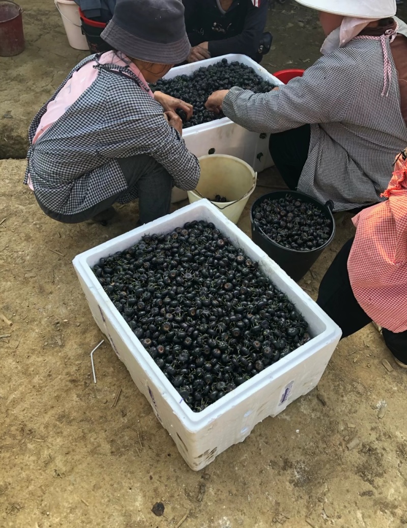 云南马关红果参