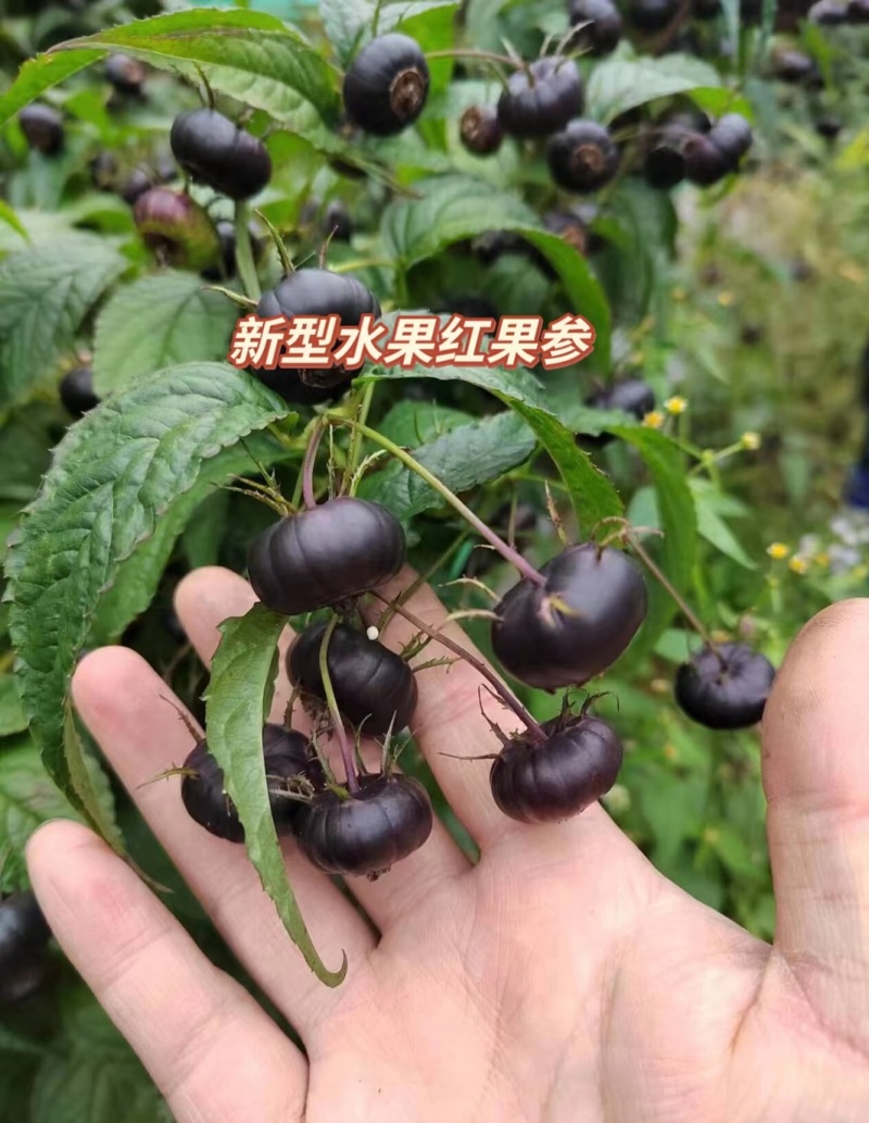 云南马关红果参
