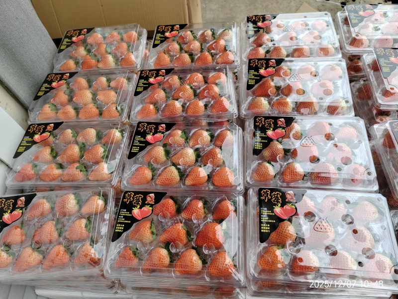 徐州草莓