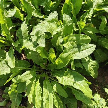 食叶草