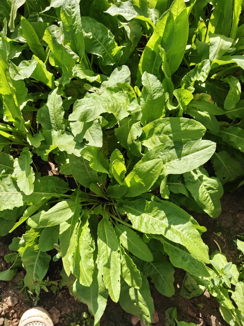 食叶草