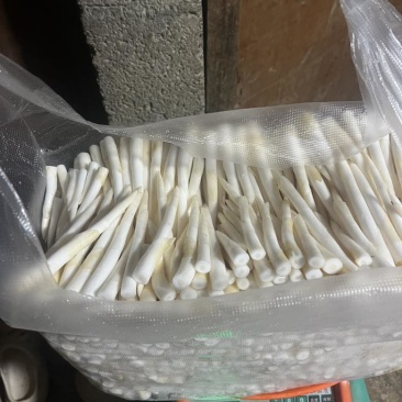 象牙菜