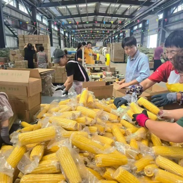 黄糯玉米上架即爆单。库存充足支持全网电商一件代发！有量有价