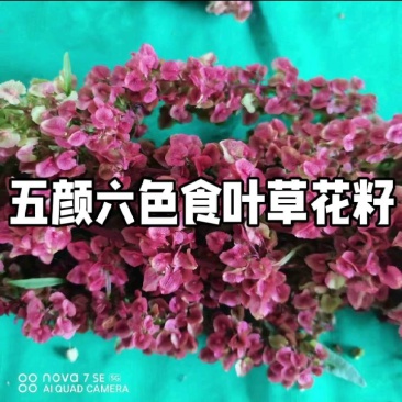食叶草