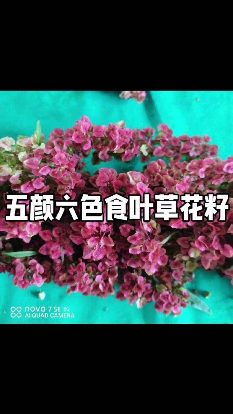 食叶草