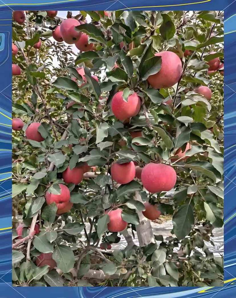 新疆阿克苏冰糖心苹果，一件代发，工厂直销