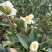 农家种植山茶油