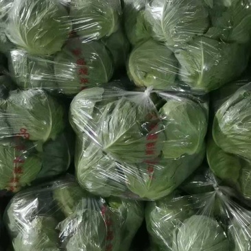 各种规格甘蓝，大棚温室，大量有货，价格透明